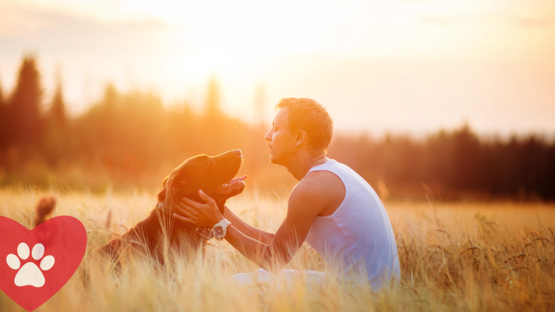 Pet Recognition: Streamlining Boarding Check-Ins for Stress-Free Pets & Owners